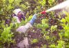 Especialistas alertan sobre nuevas plagas en frutales producto del cambio climático
