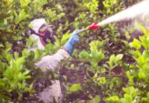 Especialistas alertan sobre nuevas plagas en frutales producto del cambio climático