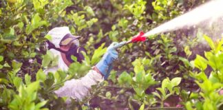 Especialistas alertan sobre nuevas plagas en frutales producto del cambio climático