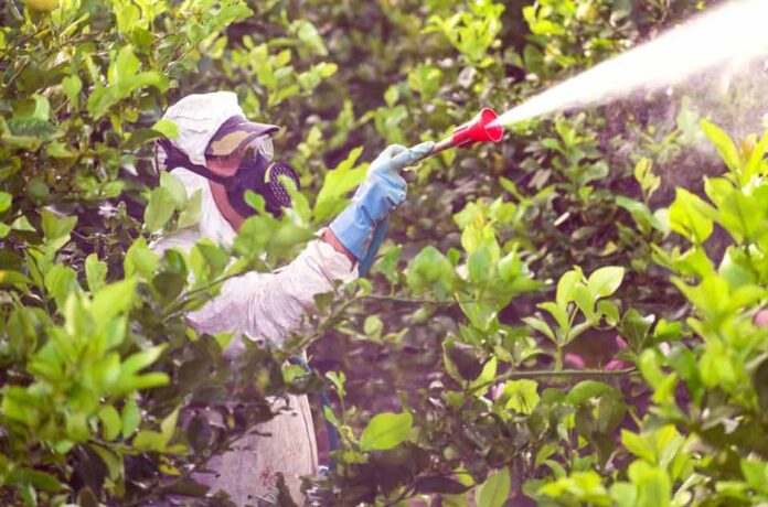 Especialistas alertan sobre nuevas plagas en frutales producto del cambio climático