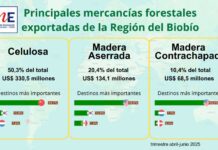 Exportaciones forestales de la Región del Biobío disminuyeron 6,6% en el trimestre abril-junio de 2025