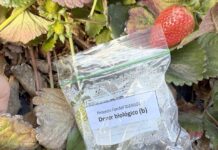 Finaliza primera etapa de ensayo que busca alargar la vida útil de frutillas