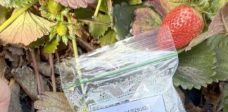 Finaliza primera etapa de ensayo que busca alargar la vida útil de frutillas