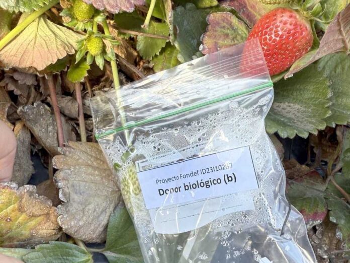 Finaliza primera etapa de ensayo que busca alargar la vida útil de frutillas
