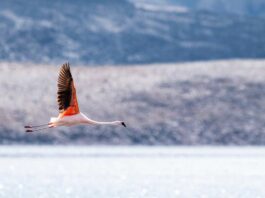 Flamenco chileno del Salar de Surire viaja 1.480 kilómetros y aparece en Argentina
