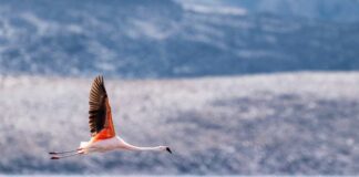 Flamenco chileno del Salar de Surire viaja 1.480 kilómetros y aparece en Argentina