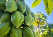 Papayo en Ñuble: especialistas de INIA entregarán claves para una fruticultura resiliente