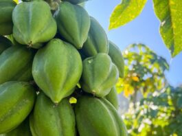 Papayo en Ñuble: especialistas de INIA entregarán claves para una fruticultura resiliente