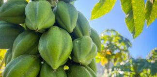 Papayo en Ñuble: especialistas de INIA entregarán claves para una fruticultura resiliente
