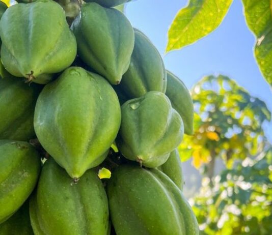 Papayo en Ñuble: especialistas de INIA entregarán claves para una fruticultura resiliente