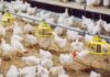 Gobierno reanuda ingreso de productos avícolas desde Brasil tras superarse brote de influenza aviar