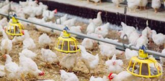Gobierno reanuda ingreso de productos avícolas desde Brasil tras superarse brote de influenza aviar
