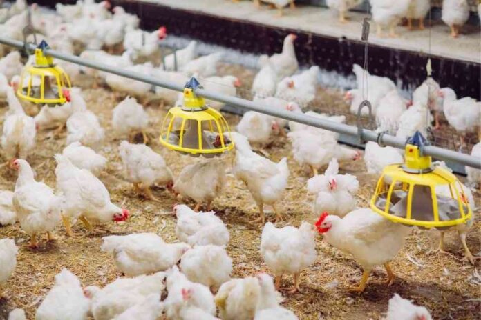 Gobierno reanuda ingreso de productos avícolas desde Brasil tras superarse brote de influenza aviar