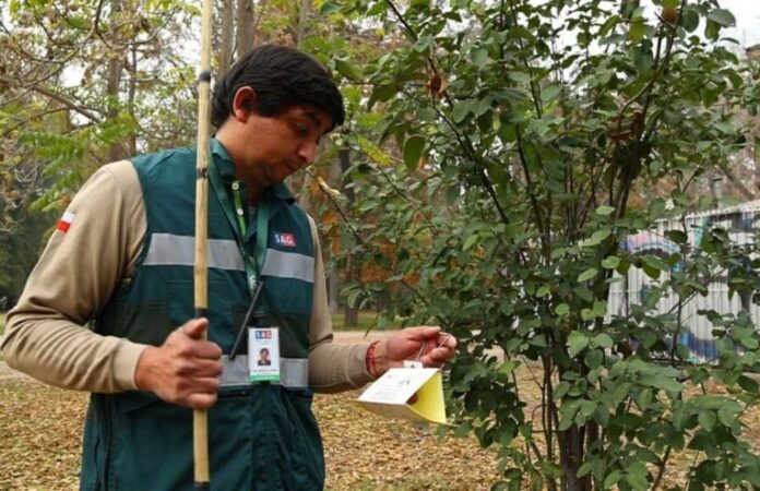 Gremios chilenos exigen acciones inmediatas para enfrentar la mosca de la fruta