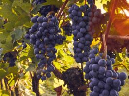 INIA La Platina lanza libro sobre virus que afectan el cultivo de la vid en Chile