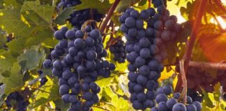 INIA La Platina lanza libro sobre virus que afectan el cultivo de la vid en Chile