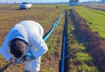 INIA evalúa riego subterráneo en alfalfa en el centro sur de Chile