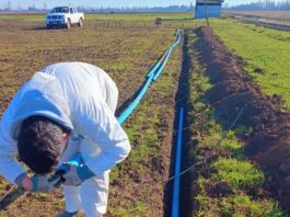 INIA evalúa riego subterráneo en alfalfa en el centro sur de Chile