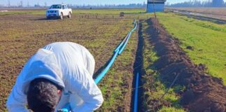 INIA evalúa riego subterráneo en alfalfa en el centro sur de Chile