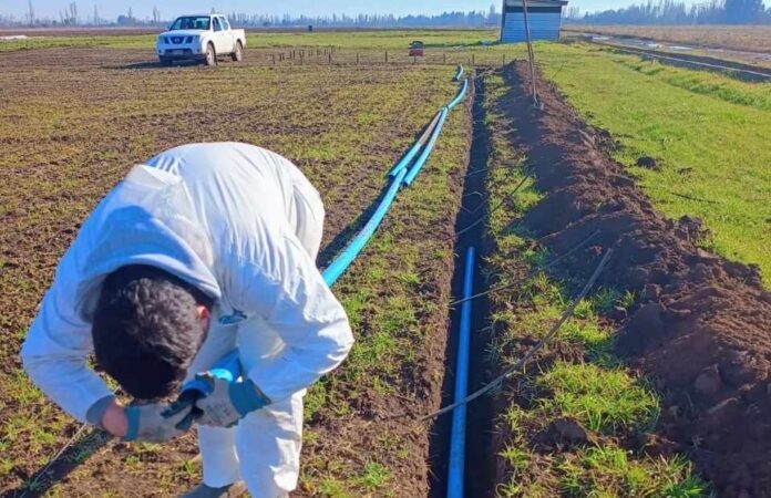 INIA evalúa riego subterráneo en alfalfa en el centro sur de Chile