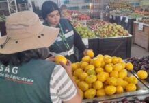 Ingreso ilegal de productos agrícolas: la amenaza detrás del aumento de mosca de la fruta