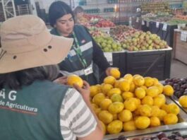 Ingreso ilegal de productos agrícolas: la amenaza detrás del aumento de mosca de la fruta