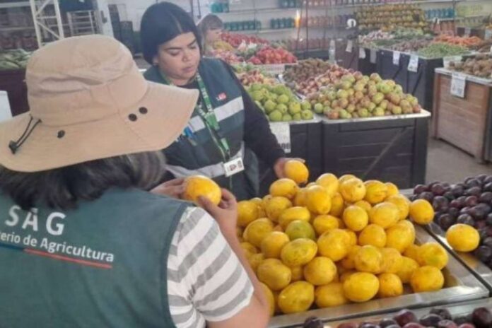 Ingreso ilegal de productos agrícolas: la amenaza detrás del aumento de mosca de la fruta
