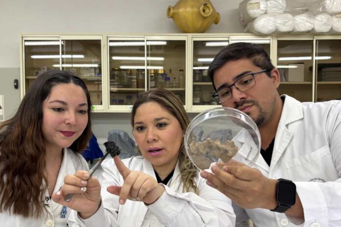Investigación que busca recuperar suelos dañados representará a Chile en la COP30