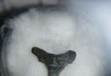 Investigación reconstruye la historia y adaptabilidad de peces cartilaginosos en el pasado de Chile