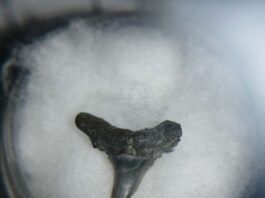 Investigación reconstruye la historia y adaptabilidad de peces cartilaginosos en el pasado de Chile