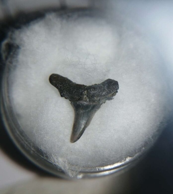 Investigación reconstruye la historia y adaptabilidad de peces cartilaginosos en el pasado de Chile