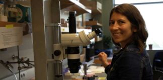 Investigadoras UV desarrollan ecoconsorcios microbianos para recuperar tierras agrícolas afectadas por el cambio climático