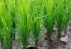 Investigadores de Berkeley mejoran el ADN del arroz, aumentando un 11 % la eficiencia del uso del agua y mejorando su tasa de crecimiento, con el objetivo de luchar contra el hambre en el mundo