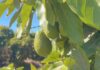 La crisis de la palta peruana revela la importancia de la producción sustentable de frutas en la región