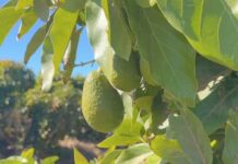 La crisis de la palta peruana revela la importancia de la producción sustentable de frutas en la región