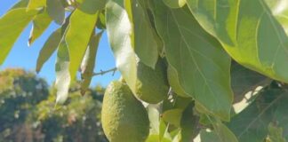 La crisis de la palta peruana revela la importancia de la producción sustentable de frutas en la región