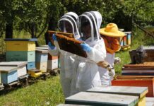 Lanzan en Chile innovador microscopio con IA que analiza la miel en minutos y detecta enfermedades
