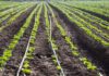 Lanzan nueva versión del curso sobre información agroclimática y Sistema de Alerta Temprana (SAT)