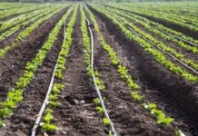 Lanzan nueva versión del curso sobre información agroclimática y Sistema de Alerta Temprana (SAT)