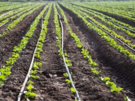 Lanzan nueva versión del curso sobre información agroclimática y Sistema de Alerta Temprana (SAT)