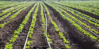 Lanzan nueva versión del curso sobre información agroclimática y Sistema de Alerta Temprana (SAT)