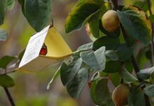 Más de 40 brotes de mosca de la fruta detectados en Chile: advierten graves riesgos para la agricultura y las exportaciones
