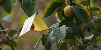 Más de 40 brotes de mosca de la fruta detectados en Chile: advierten graves riesgos para la agricultura y las exportaciones