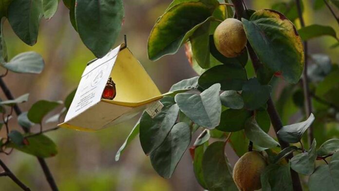 Más de 40 brotes de mosca de la fruta detectados en Chile: advierten graves riesgos para la agricultura y las exportaciones