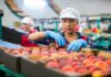 Más de 40 brotes de mosca de la fruta han sido detectados en Chile: experto advierte sobre las consecuencias para la agricultura y las exportaciones