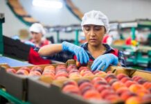 Más de 40 brotes de mosca de la fruta han sido detectados en Chile: experto advierte sobre las consecuencias para la agricultura y las exportaciones