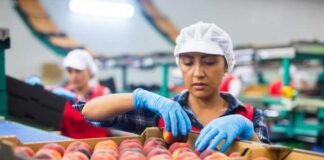 Más de 40 brotes de mosca de la fruta han sido detectados en Chile: experto advierte sobre las consecuencias para la agricultura y las exportaciones