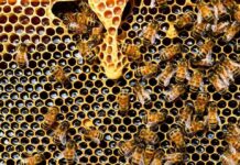 Miel, conozca los múltiples beneficios de este alimento milenario