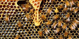 Miel, conozca los múltiples beneficios de este alimento milenario