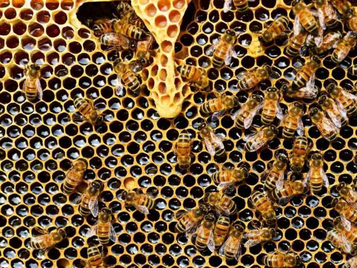 Miel, conozca los múltiples beneficios de este alimento milenario